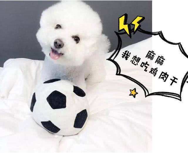 只要做好这7件事，就可以让比熊多活几年，收好了