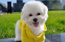 只要做好这7件事，就可以让比熊多活几年，收好了