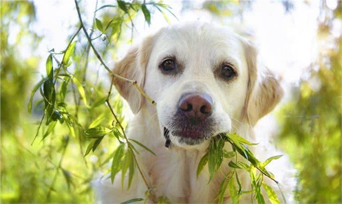 家里的小狗总喜欢乱拉屎拉尿，该怎么办?