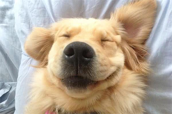 家里的小狗总喜欢乱拉屎拉尿，该怎么办?