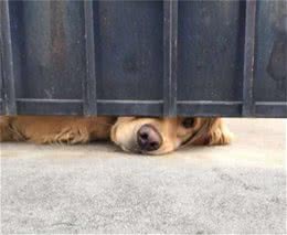 天天守在门前的黄金猎犬赢得小美女的心，每天趴门缝等摸摸