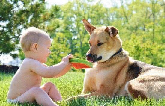 狗狗也要清凉一夏，汪星人夏季除暑可以吃这些