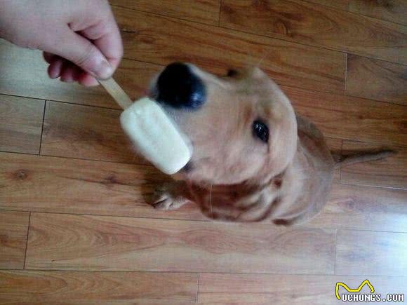 狗狗也要清凉一夏，汪星人夏季除暑可以吃这些