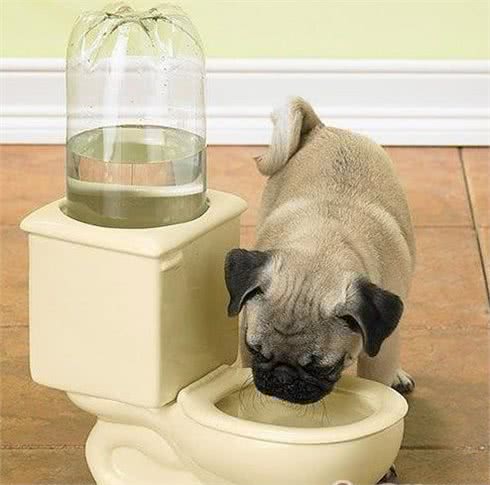 狗狗也要清凉一夏，汪星人夏季除暑可以吃这些