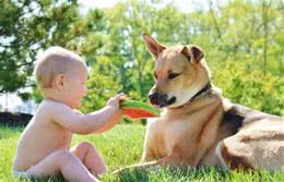 狗狗也要清凉一夏，汪星人夏季除暑可以吃这些