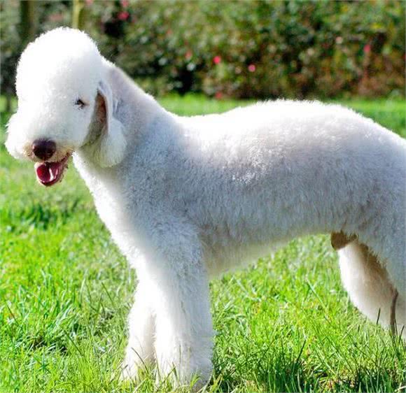 如此身高、美丽、快速敏捷的犬种:贝灵顿梗