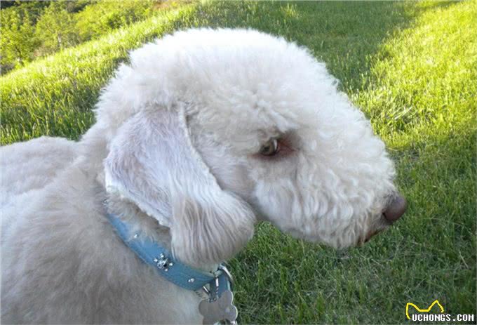 如此身高、美丽、快速敏捷的犬种:贝灵顿梗