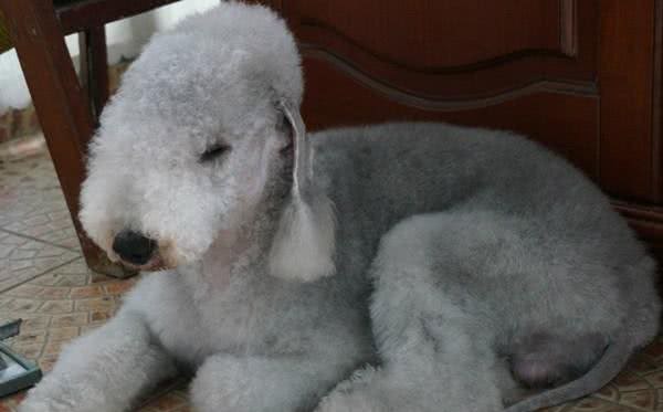 如此身高、美丽、快速敏捷的犬种:贝灵顿梗