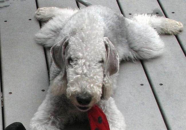 如此身高、美丽、快速敏捷的犬种:贝灵顿梗