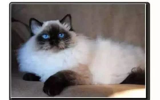 布偶猫小科普