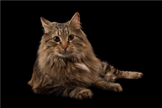 你的猫能认出你的声音是的，真的可以