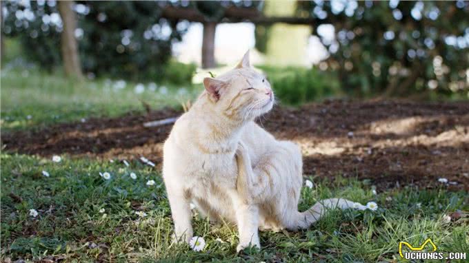 你的猫能认出你的声音是的，真的可以