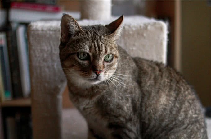 你的猫能认出你的声音是的，真的可以