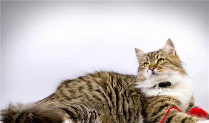 不同种类的猫，性格特征是不相同的，宠物猫的种类有哪些