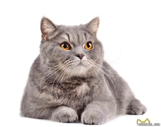 不同种类的猫，性格特征是不相同的，宠物猫的种类有哪些