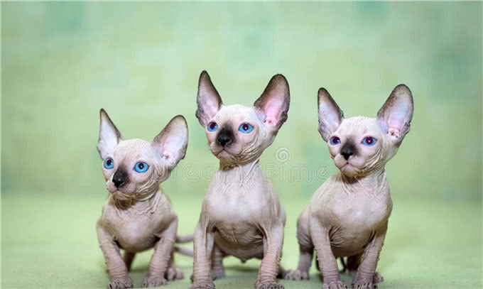 不同种类的猫，性格特征是不相同的，宠物猫的种类有哪些