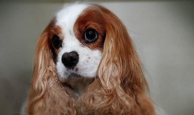 体味最大的狗狗