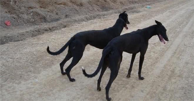 体味最大的狗狗