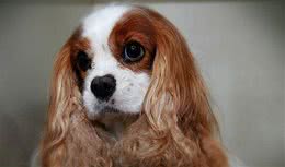 体味最大的狗狗