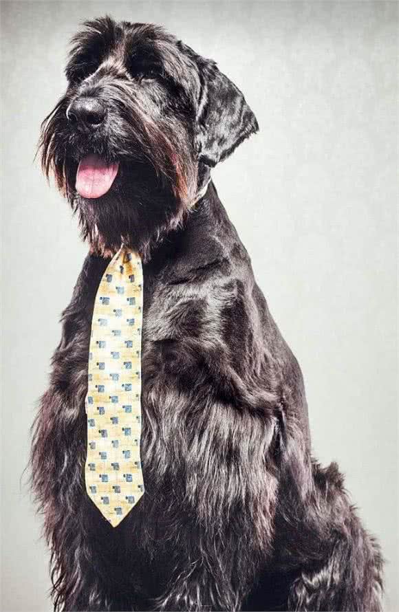 看家护院，巨型雪纳瑞