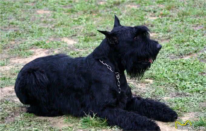 看家护院，巨型雪纳瑞