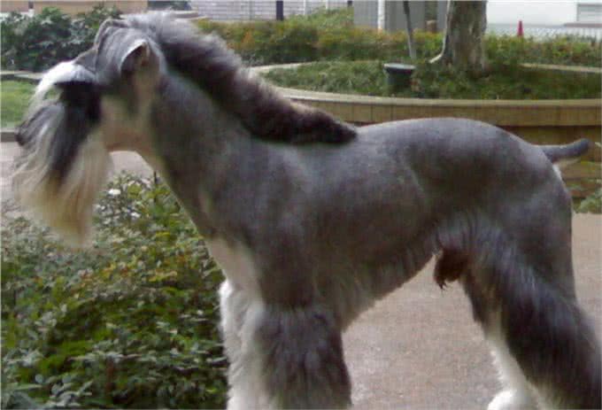 看家护院，巨型雪纳瑞