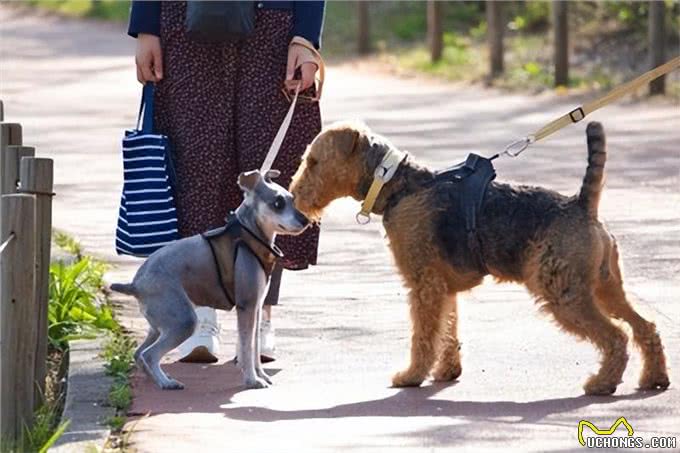 宠物狗心情不爽的四大坑!主人你还在犯吗?