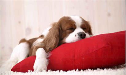 你还在用家用杀虫剂给狗狗驱虫?快去看医生吧!