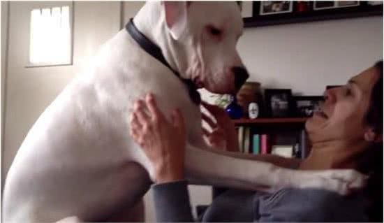 养了一只狗，就等于养了一个孩子