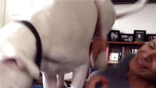 养了一只狗，就等于养了一个孩子