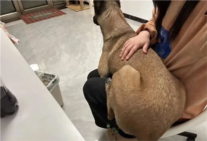 狗狗也会不安，也会焦虑吗?搬个家狗狗都不开心了，满脸的忧郁