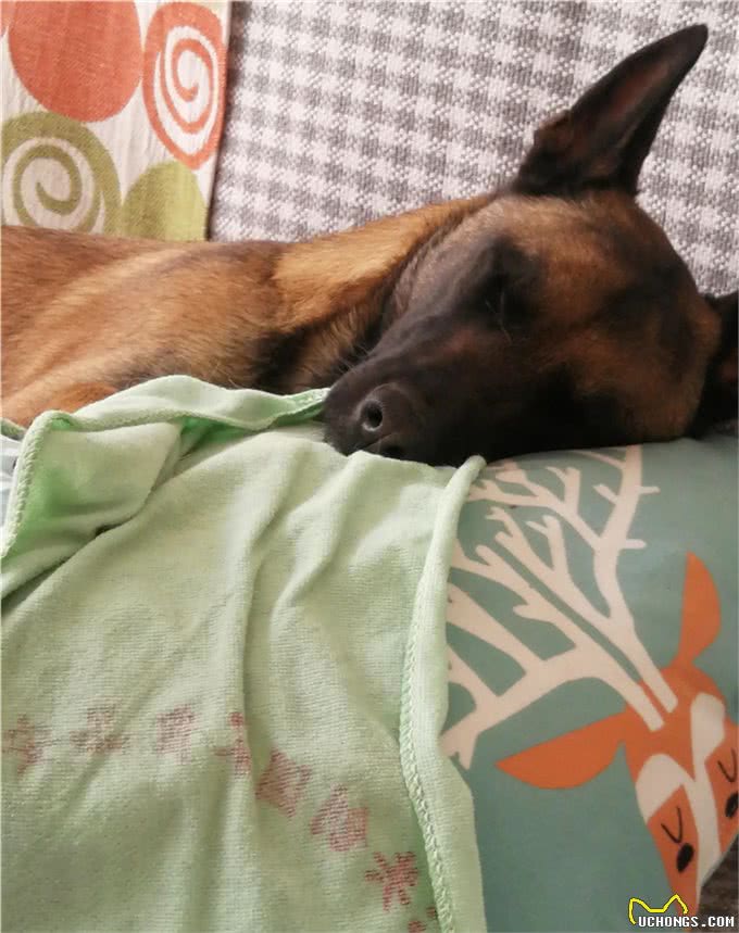 狗狗也会不安，也会焦虑吗?搬个家狗狗都不开心了，满脸的忧郁