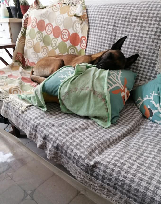 狗狗也会不安，也会焦虑吗?搬个家狗狗都不开心了，满脸的忧郁