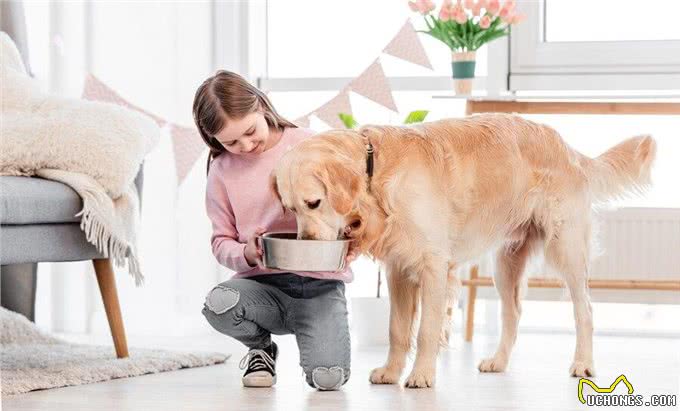 金毛吃什么主食比较好?让毛孩子们健康美味两不误!