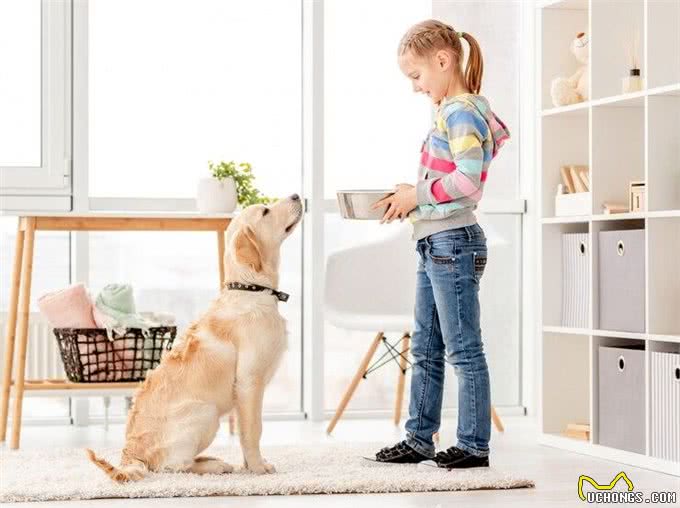 金毛吃什么主食比较好?让毛孩子们健康美味两不误!