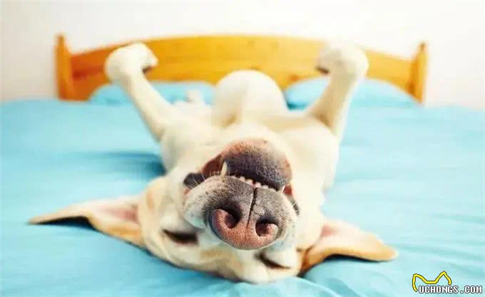 狗狗上床睡觉，并非单纯为了休息，更多的是在与你进行情感的交流