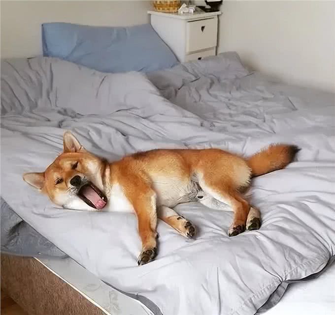 狗狗上床睡觉，并非单纯为了休息，更多的是在与你进行情感的交流