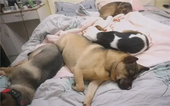 狗狗上床睡觉，并非单纯为了休息，更多的是在与你进行情感的交流