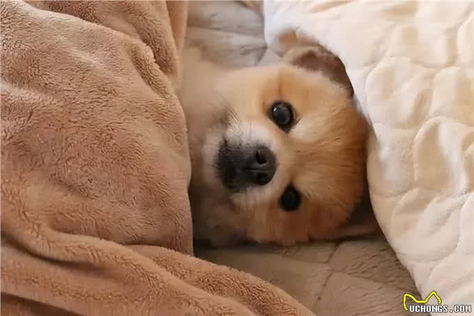 狗狗上床睡觉，并非单纯为了休息，更多的是在与你进行情感的交流