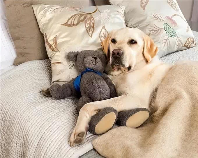 狗狗上床睡觉，并非单纯为了休息，更多的是在与你进行情感的交流