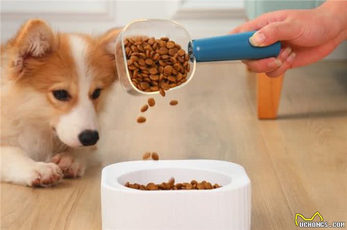 狗狗饮食：吃多少才健康