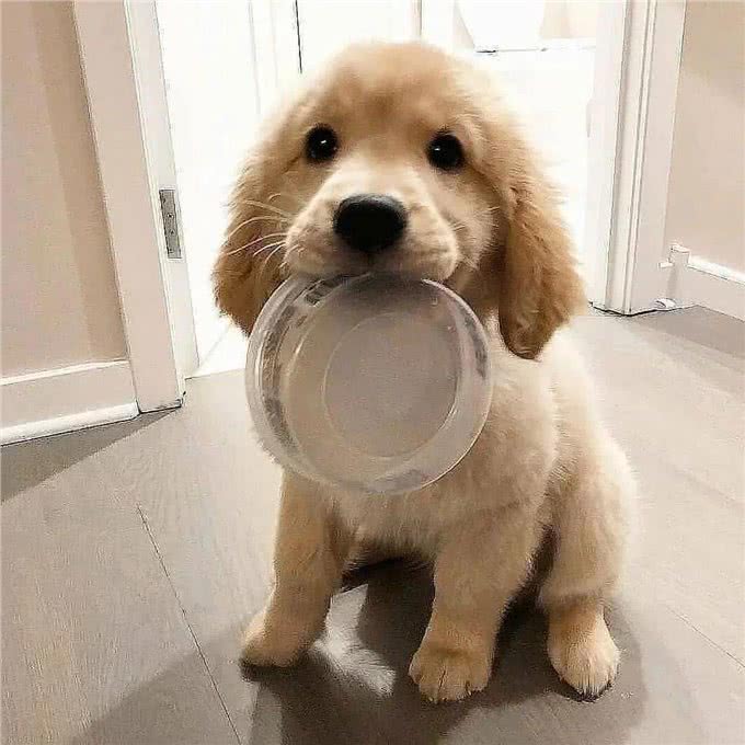 狗狗饮食：吃多少才健康