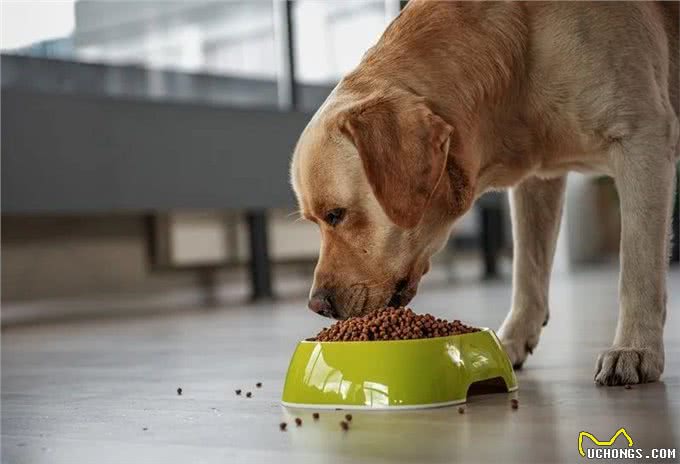 狗狗饮食：吃多少才健康