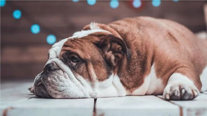 狗狗饮食：吃多少才健康