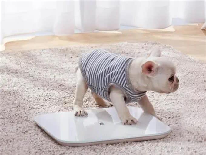 狗狗饮食：吃多少才健康