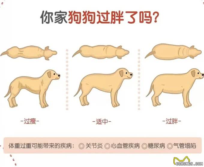 狗狗饮食：吃多少才健康