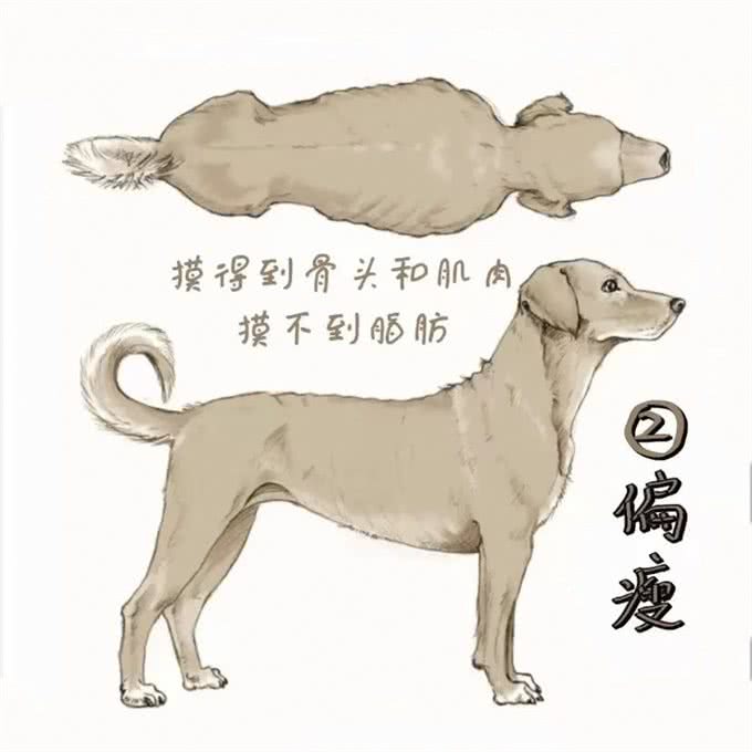 狗狗饮食：吃多少才健康