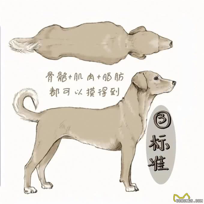 狗狗饮食：吃多少才健康