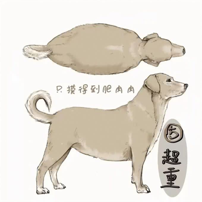 狗狗饮食：吃多少才健康