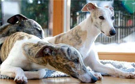 惠比特好养吗?惠比特犬幼犬要怎么饲养?